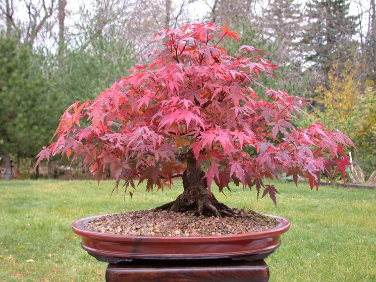 bonsai acero rosso