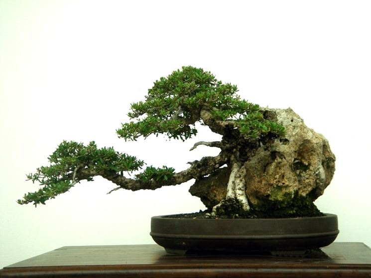 cura e rinvaso bonsai