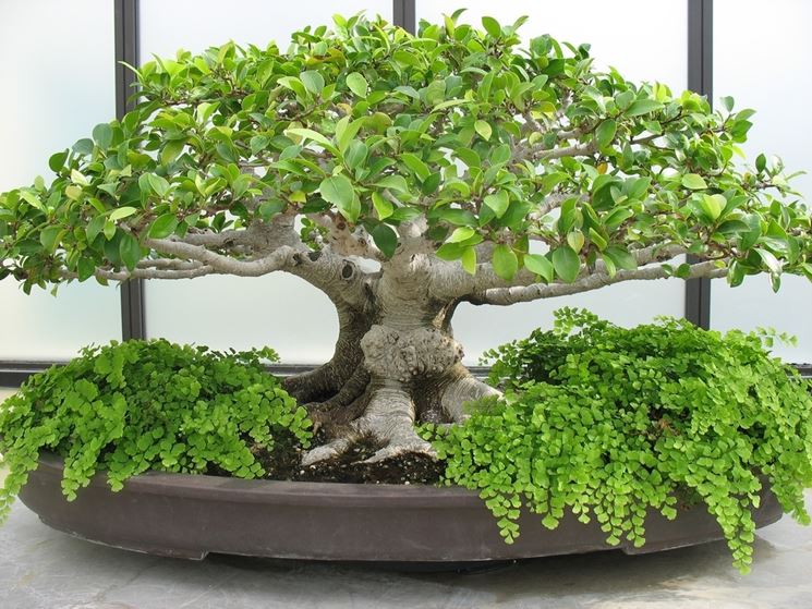 curare bonsai