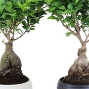 ficus ginseng perde foglie