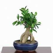 bonsai ficus perde foglie