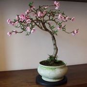 Bonsai pesco 