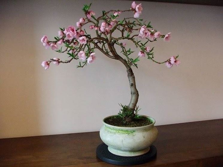 Bonsai pesco 