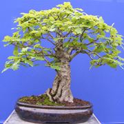 bonsai di quercia