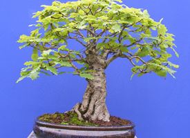 Bonsai quercia