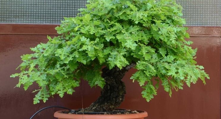 bonsai quercia