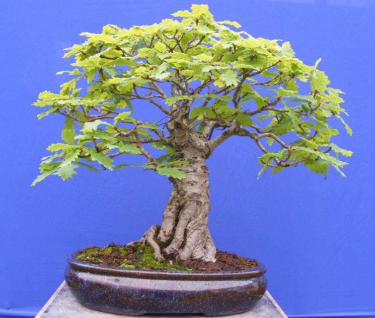 bonsai di quercia