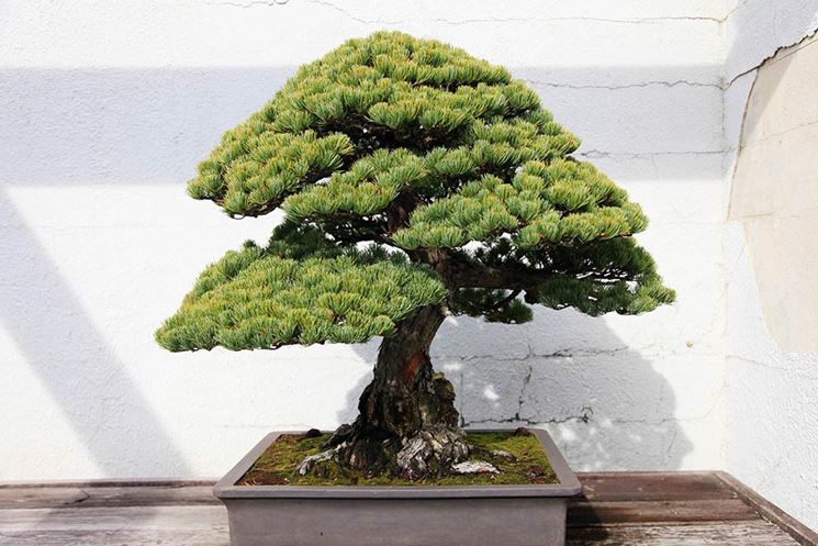 bonsai abiens alba quercus