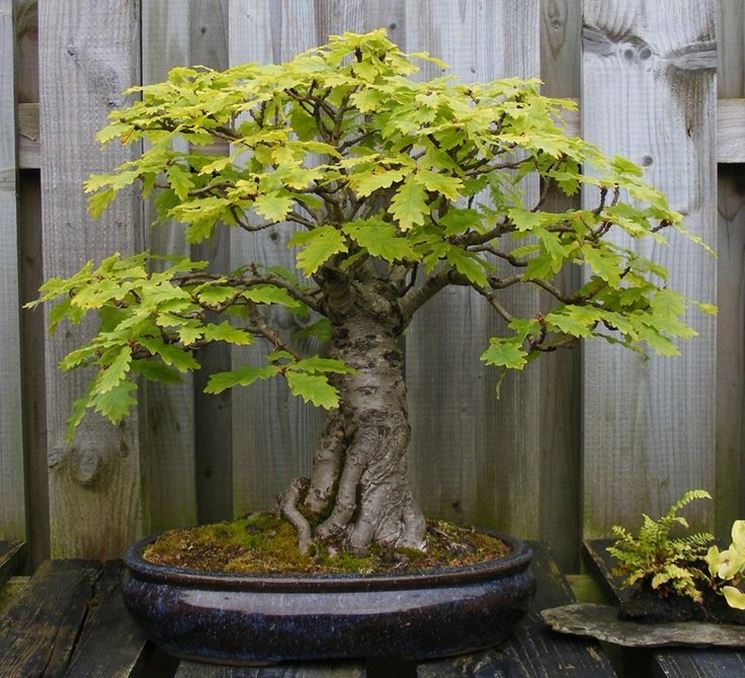 bonsai quercia