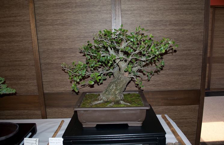 bonsai quercus 