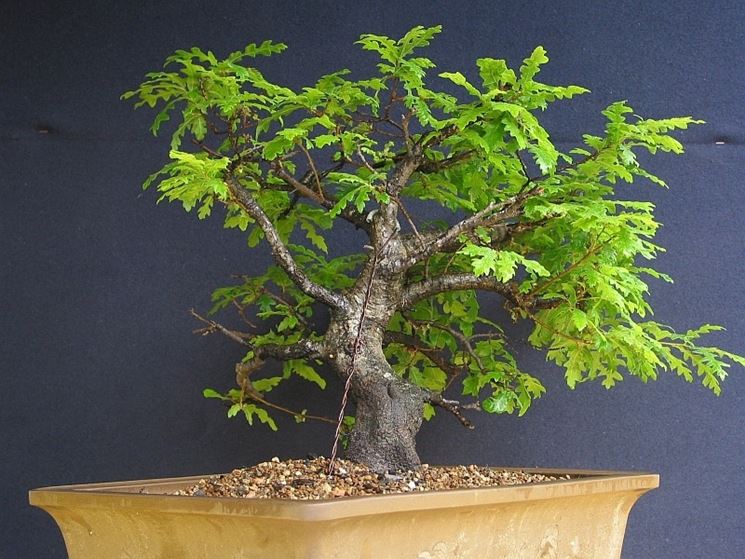 bonsai quercus pubescens