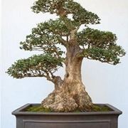 come fare un bonsai