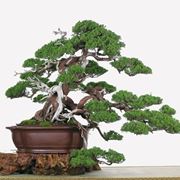 tipi di bonsai