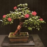 Bonsai di rose 