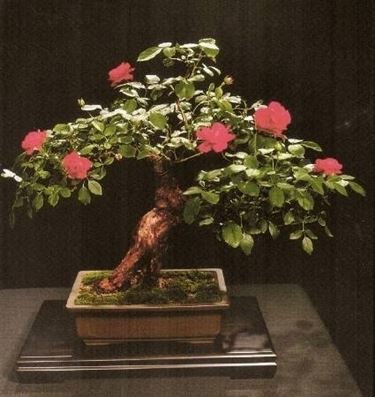 Bonsai di rose 