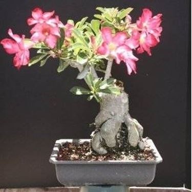 bonsai di rosa