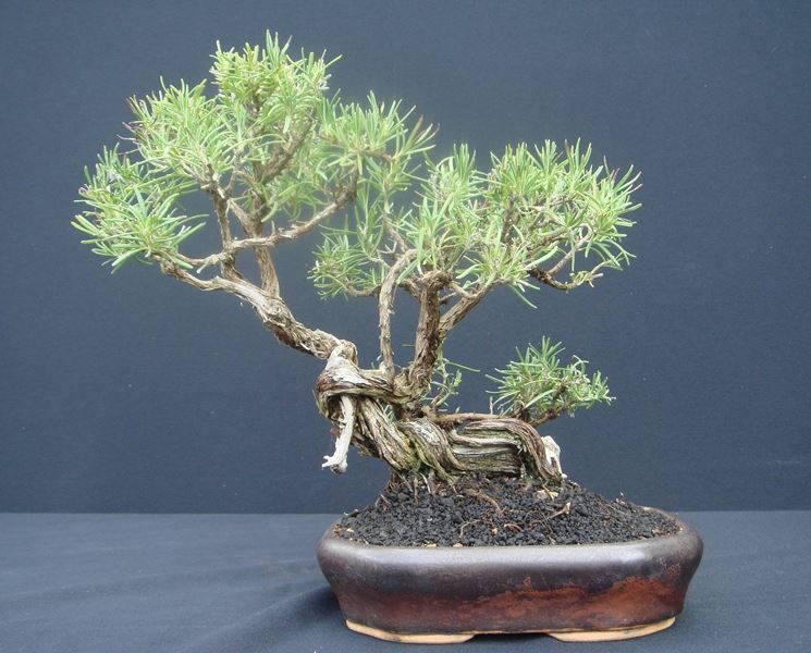 Bonsai Rosmarino Bonsai