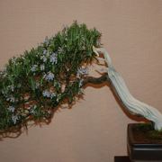 bonsai rosmarino