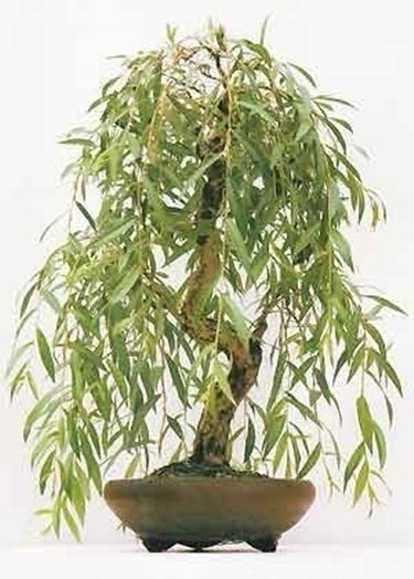 bonsai salice piangente 