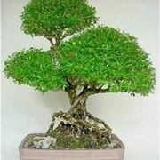 bonsai serissa