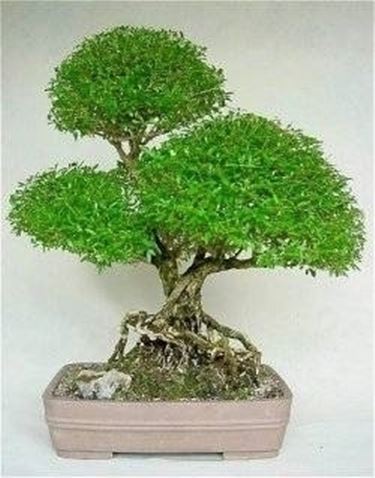 bonsai serissa