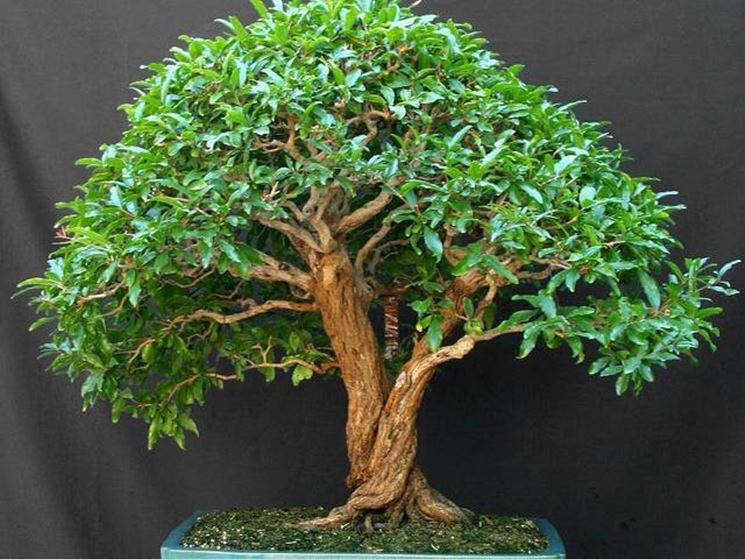 bonsai serissa