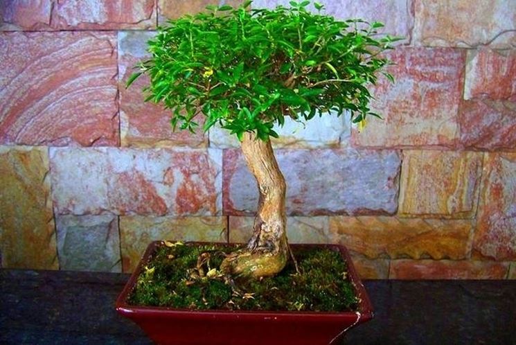 bonsai serissa