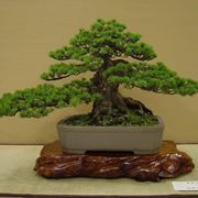 bonsai