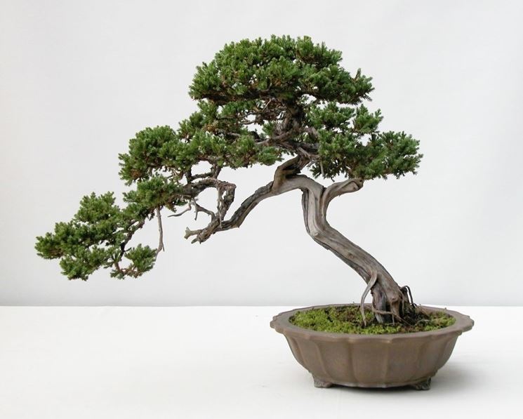 bonsai cura