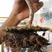 fertilizzare i bonsai 