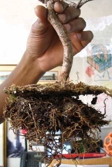 fertilizzare i bonsai 