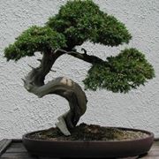 bonsai