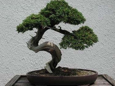 bonsai