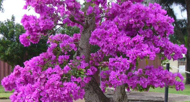 bonsai da fiore