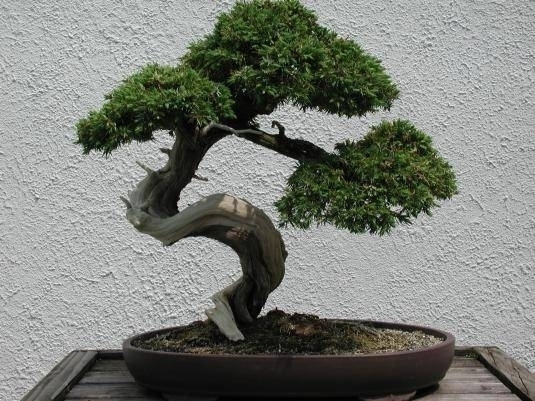 Creare Bonsai Bonsai