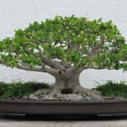 bonsai