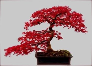 bonsai