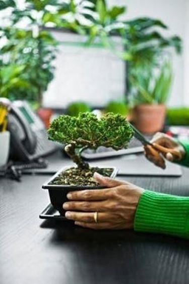 taglio poglie bonsai