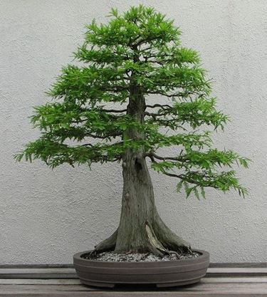 bonsai