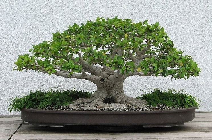 bonsai