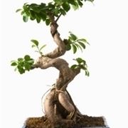 ficus bonsai 