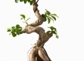 Ficus bonsai