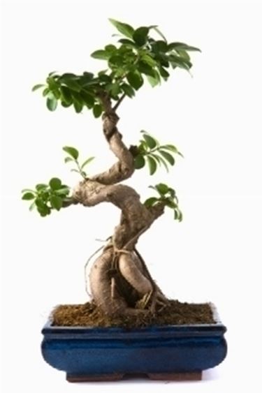 ficus bonsai 