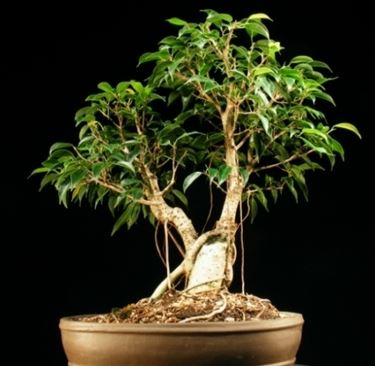 piantina ficus bonsai 