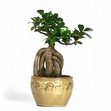 radici ficus bonsai 