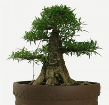 esemplare particolare di ficus bonsai 