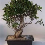 Ficus retusa 