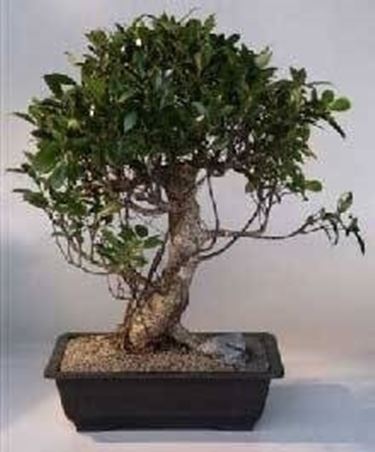 Ficus retusa 