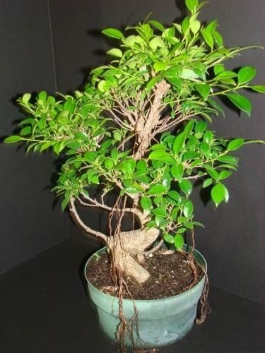 ficus retusa