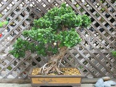 Ficus retusa